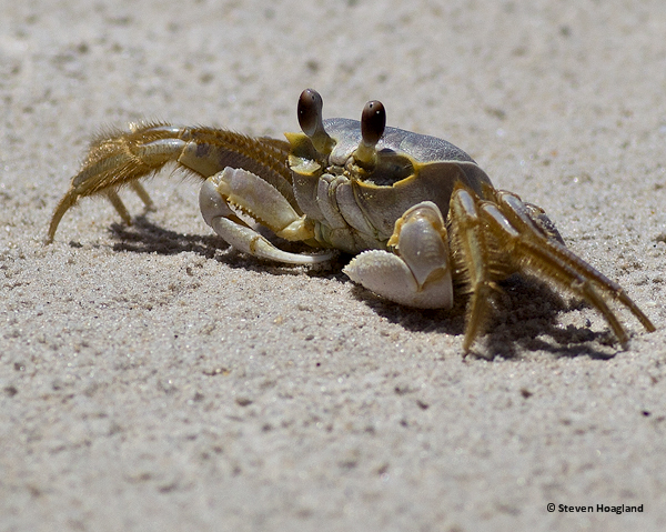 Ghost Crab